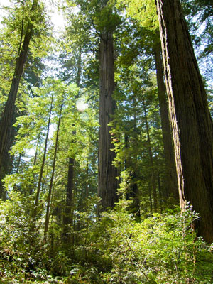 Humboldt County Private Investigators